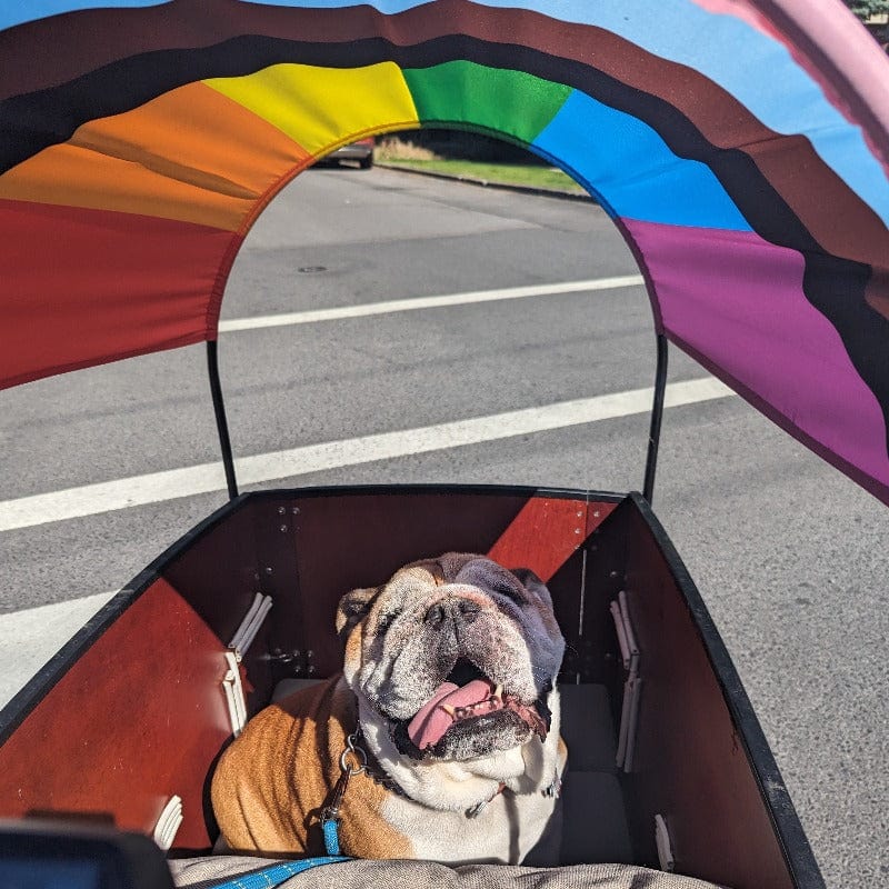 Pride Flag Sun Shade - Image 3